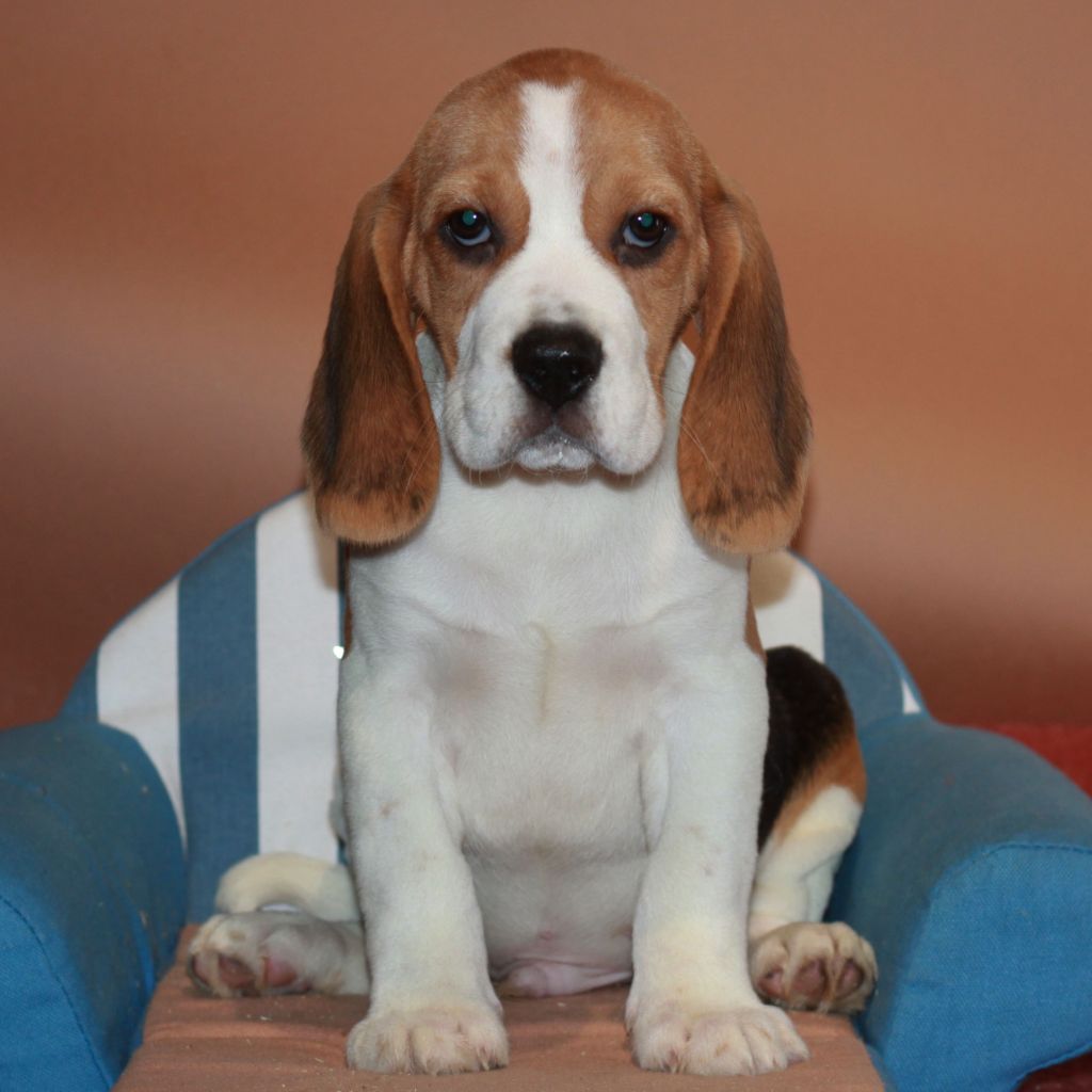 Des doux angelots - Chiot disponible  - Beagle