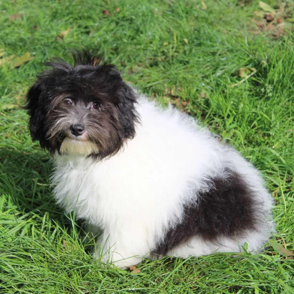 Des doux angelots - Chiot disponible  - Petit chien lion