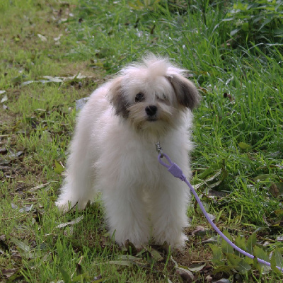 Des doux angelots - Petit chien lion - Portée née le 09/04/2024