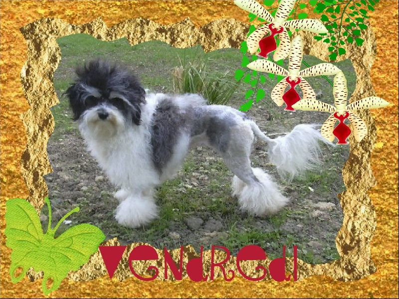 Vendredi adams Des doux angelots