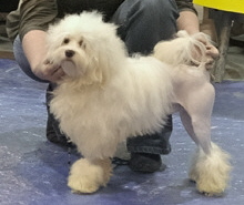 CH. Essai reussi Des doux angelots