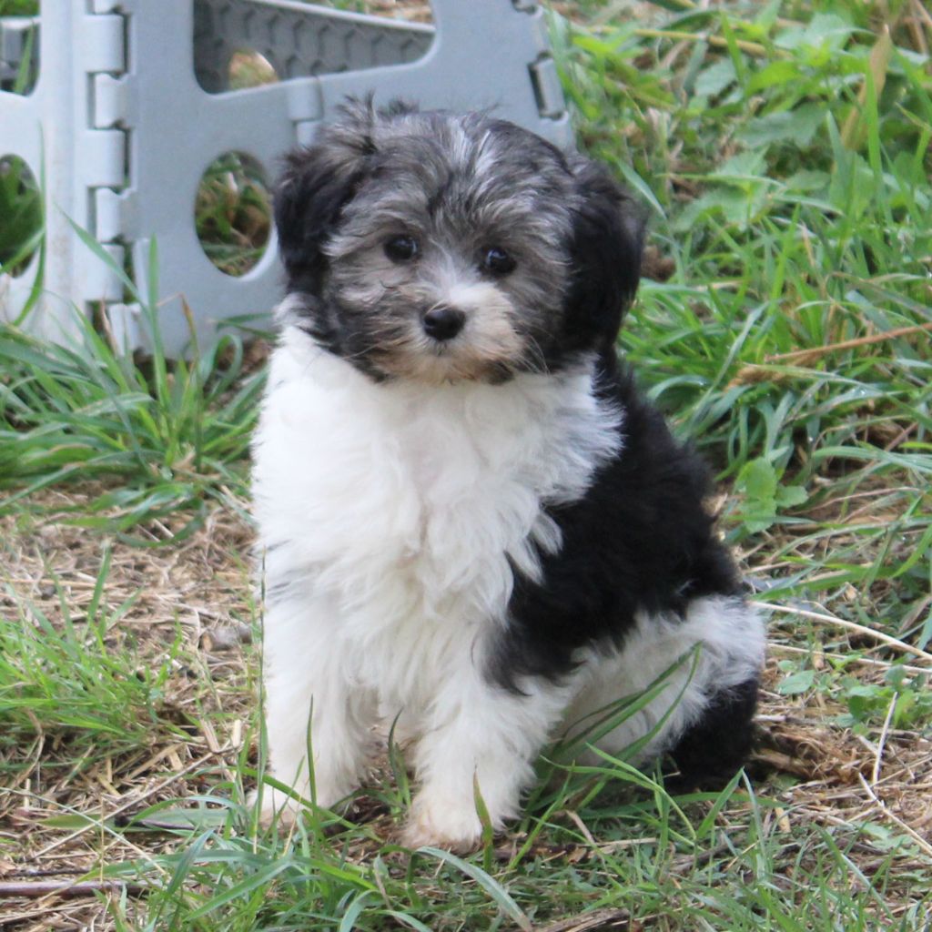 Des doux angelots - Chiots disponibles - Petit chien lion