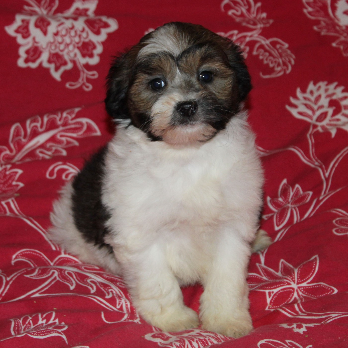 Des doux angelots - Chiots disponibles - Petit chien lion