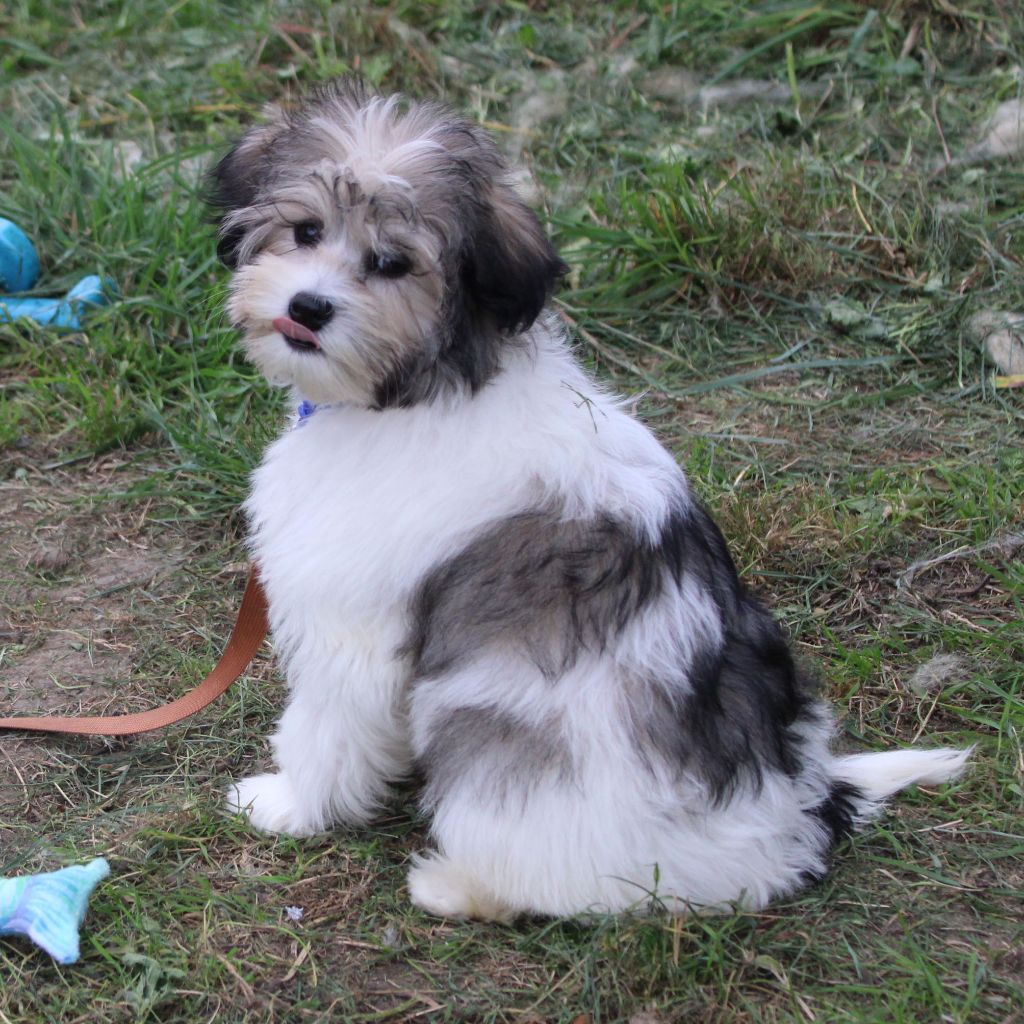 Des doux angelots - Chiots disponibles - Petit chien lion